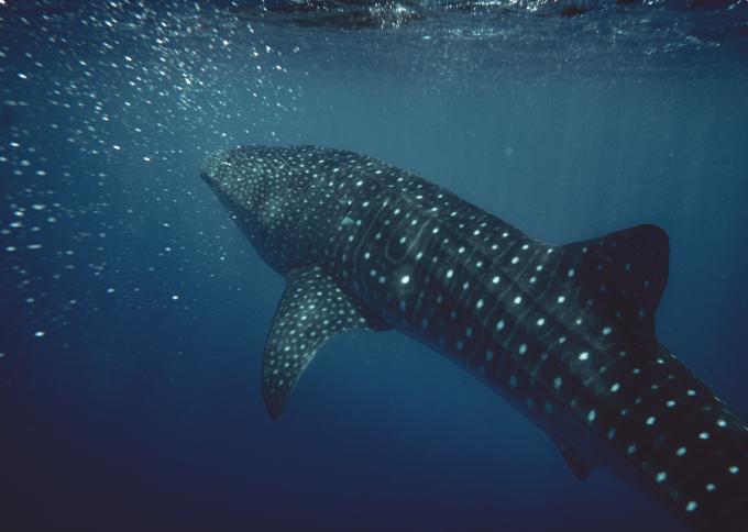 Pływanie z rekinami wielorybimi